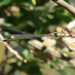 Synlestes weyersii tillyardi at Cotter River, ACT - 11 Feb 2021