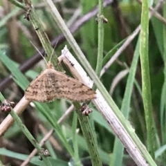 Scopula rubraria (Plantain Moth) at Garran, ACT - 12 Feb 2021 by Tapirlord