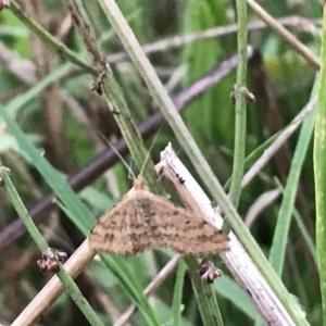 Scopula rubraria at Garran, ACT - 12 Feb 2021 07:58 PM