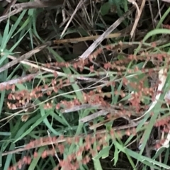 Rumex acetosella (Sheep Sorrel) at Red Hill to Yarralumla Creek - 12 Feb 2021 by Tapirlord