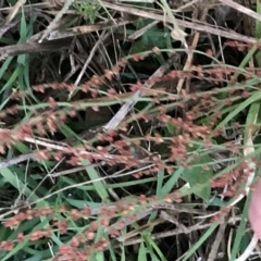 Rumex acetosella at Garran, ACT - 12 Feb 2021 07:58 PM