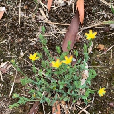 Hypericum gramineum (Small St Johns Wort) at Murrumbateman, NSW - 12 Feb 2021 by SimoneC