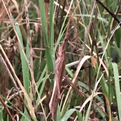 Acrida conica (Giant green slantface) at Hughes Garran Woodland - 12 Feb 2021 by Tapirlord