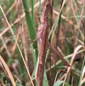 Acrida conica at Garran, ACT - 12 Feb 2021