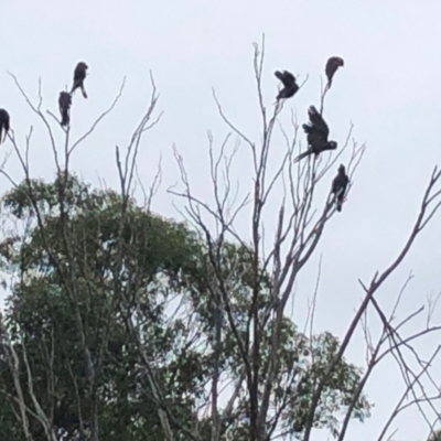 Zanda funerea (Yellow-tailed Black-Cockatoo) at Garran, ACT - 9 Feb 2021 by ruthkerruish