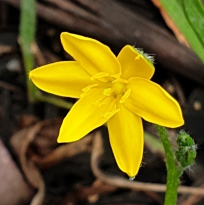 Hypoxis hygrometrica var. villosisepala (Golden Weather-grass) at Cook, ACT - 8 Feb 2021 by drakes