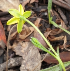 Hypoxis hygrometrica var. villosisepala at Cook, ACT - 8 Feb 2021