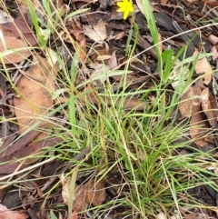 Hypoxis hygrometrica var. villosisepala at Cook, ACT - 8 Feb 2021