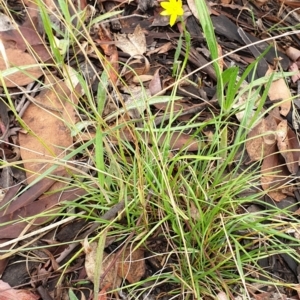 Hypoxis hygrometrica var. villosisepala at Cook, ACT - 8 Feb 2021 10:15 AM