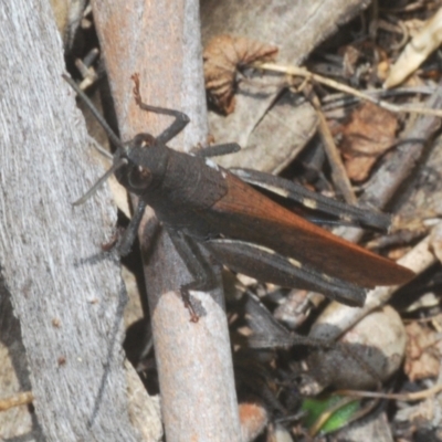 Cirphula pyrrhocnemis (Variable Cirphula) at Kosciuszko National Park - 7 Feb 2021 by Harrisi