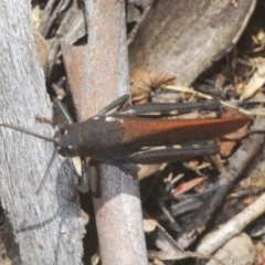 Cirphula pyrrhocnemis at Kosciuszko National Park, NSW - 7 Feb 2021