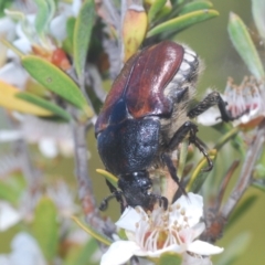Bisallardiana gymnopleura (Brown flower chafer) at Nimmo, NSW - 7 Feb 2021 by Harrisi