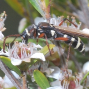 Hesthesis montana at Nimmo, NSW - 7 Feb 2021 01:10 PM