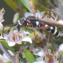 Hesthesis montana (A wasp mimic longhorn beetle) at Nimmo, NSW - 7 Feb 2021 by Harrisi