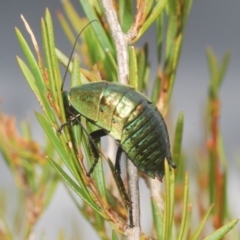 Polyzosteria viridissima (Alpine Metallic Cockroach) at Kosciuszko National Park - 7 Feb 2021 by Harrisi