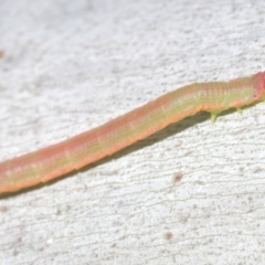 Lepidoptera unclassified IMMATURE moth at Kosciuszko National Park - 7 Feb 2021 by Harrisi