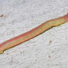 Lepidoptera unclassified IMMATURE at Kosciuszko National Park, NSW - 7 Feb 2021