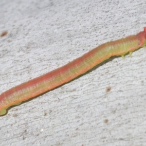 Lepidoptera unclassified IMMATURE at Kosciuszko National Park, NSW - 7 Feb 2021