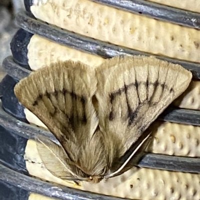 Pterolocera undescribed species (Unidentified Grass anthelid moth) at Pialligo, ACT - 12 Feb 2021 by Ghostbat