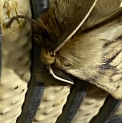 Pterolocera undescribed species at Pialligo, ACT - 13 Feb 2021
