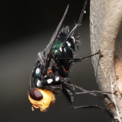 Rutilia (Ameniamima) argentifera (A Bristle fly) at Watson, ACT - 12 Feb 2021 by TimL