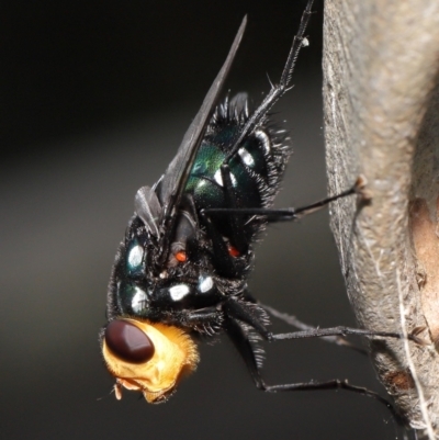 Rutilia (Ameniamima) argentifera (A Bristle fly) at ANBG - 12 Feb 2021 by TimL