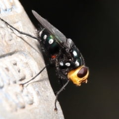 Rutilia (Ameniamima) argentifera at Watson, ACT - 12 Feb 2021