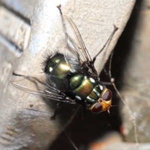 Rutilia (Ameniamima) argentifera at Watson, ACT - 12 Feb 2021