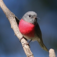 Petroica rosea (Rose Robin) at Wonga Wetlands - 19 Jun 2019 by Kyliegw