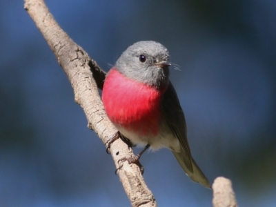 Petroica rosea (Rose Robin) at Splitters Creek, NSW - 19 Jun 2019 by KylieWaldon