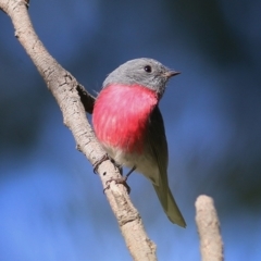 Petroica rosea at Splitters Creek, NSW - 19 Jun 2019 11:16 AM