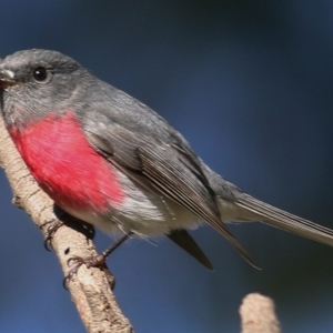 Petroica rosea at Splitters Creek, NSW - 19 Jun 2019 11:16 AM