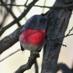 Petroica rosea at Splitters Creek, NSW - 19 Jun 2019 11:16 AM