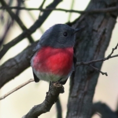 Petroica rosea at Splitters Creek, NSW - 19 Jun 2019