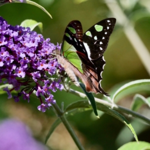 Graphium macleayanum at Mawson, ACT - 7 Feb 2021