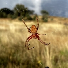 Araneinae (subfamily) (Orb weaver) at Googong, NSW - 12 Feb 2021 by Wandiyali