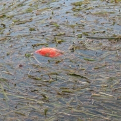 Carassius auratus (Goldfish) at Yerrabi Pond - 6 Feb 2021 by TrishGungahlin