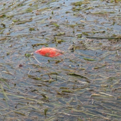 Carassius auratus (Goldfish) at Gungahlin, ACT - 6 Feb 2021 by TrishGungahlin