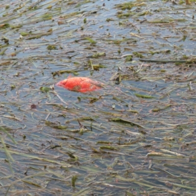 Carassius auratus (Goldfish) at Yerrabi Pond - 6 Feb 2021 by TrishGungahlin
