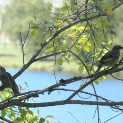 Sturnus vulgaris (Common Starling) at Yerrabi Pond - 11 Feb 2021 by TrishGungahlin