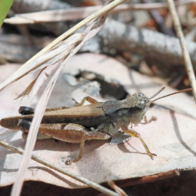 Phaulacridium vittatum (Wingless Grasshopper) at Dryandra St Woodland - 9 Feb 2021 by ConBoekel