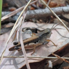 Phaulacridium vittatum at O'Connor, ACT - 9 Feb 2021