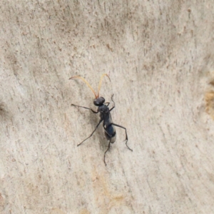 Fabriogenia sp. (genus) at O'Connor, ACT - 9 Feb 2021