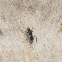 Fabriogenia sp. (genus) (Spider wasp) at O'Connor, ACT - 9 Feb 2021 by ConBoekel