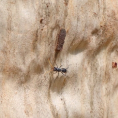 Fabriogenia sp. (genus) at O'Connor, ACT - 9 Feb 2021