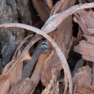 Odontomyrme sp. (genus) at Dryandra St Woodland - 9 Feb 2021