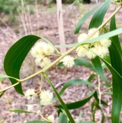 Acacia implexa (Hickory Wattle, Lightwood) at Bruce Ridge to Gossan Hill - 12 Feb 2021 by goyenjudy