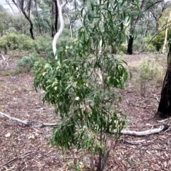 Acacia implexa at Bruce, ACT - 13 Feb 2021 10:31 AM