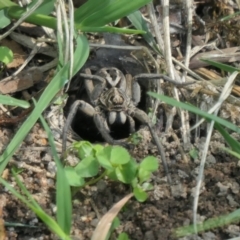 Venatrix sp. (genus) (Unidentified Venatrix wolf spider) at Weston, ACT - 13 Feb 2021 by jmcleod