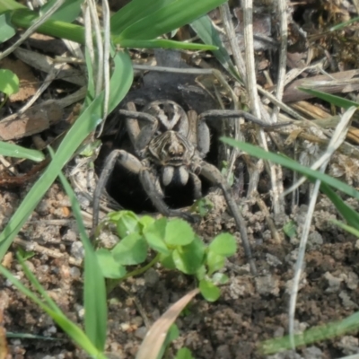 Venatrix sp. (genus) (Unidentified Venatrix wolf spider) at Weston, ACT - 13 Feb 2021 by jmcleod